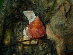 Calliostoma