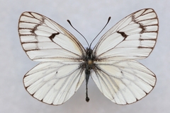 Aporia leucodice