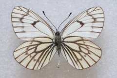 Aporia leucodice