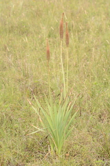 Kniphofia typhoides