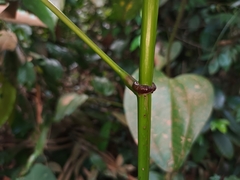 Macaranga bancana
