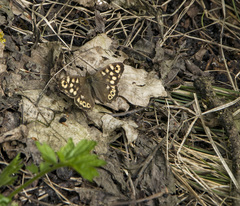 Pararge aegeria tircis