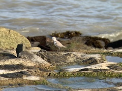 Charadrius dealbatus