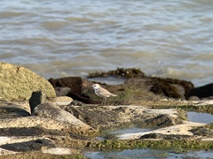 Charadrius dealbatus