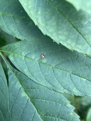 Cheilomenes sexmaculata
