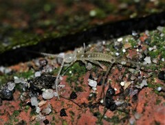 Campodea staphylinus
