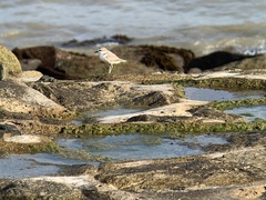 Charadrius dealbatus