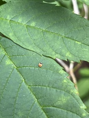 Cheilomenes sexmaculata