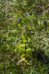 Carlina vulgaris