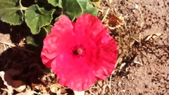 Papaver rhoeas