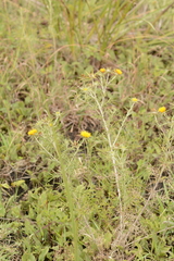 Geigeria burkei