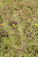 Geigeria burkei