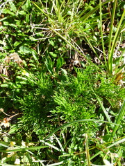 Jacobaea abrotanifolia