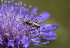 Chrysanthia geniculata