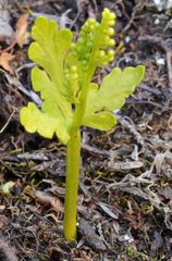 Botrychium lanceolatum