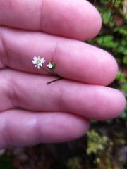 Lagenophora strangulata