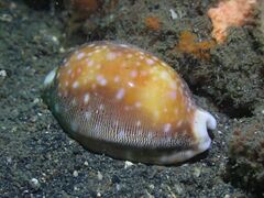 Lyncina vitellus