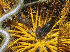 Synalpheus stimpsonii