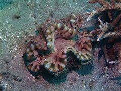 Tridacna squamosa