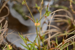 Commelina subulata