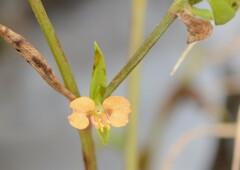 Commelina subulata