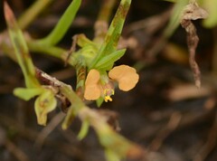 Commelina subulata