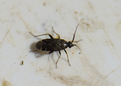 Criocoris crassicornis