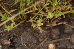 Commelina subulata