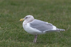 Larus glaucescens × occidentalis