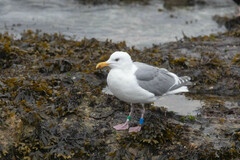 Larus glaucescens × occidentalis