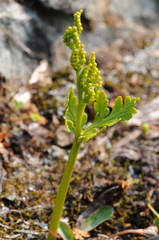 Botrychium lanceolatum
