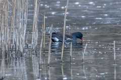 Gallinula chloropus chloropus