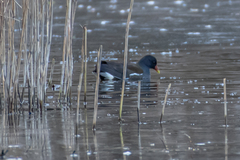 Gallinula chloropus chloropus