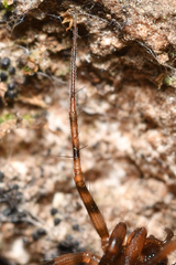 Lepthyphantes