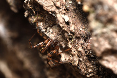Lepthyphantes