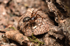 Lepthyphantes