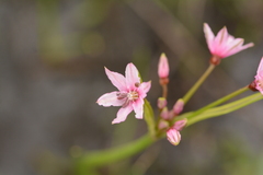 Nerine gracilis