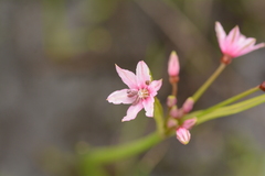 Nerine gracilis