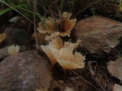 Podoscypha petalodes