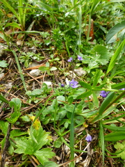 Veronica aphylla