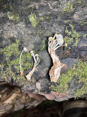 Mycena laevigata