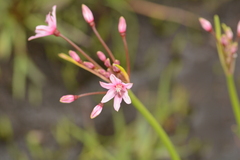 Nerine gracilis