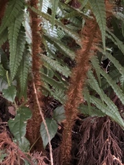 Dryopteris wallichiana
