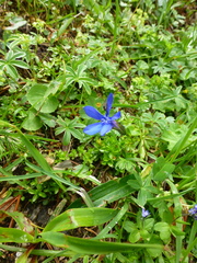 Gentiana bavarica
