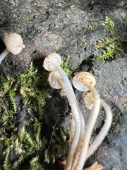 Mycena laevigata