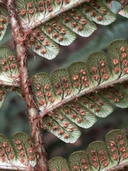 Dryopteris wallichiana