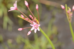 Nerine gracilis