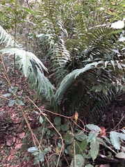 Dryopteris wallichiana