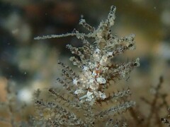 Eubranchus