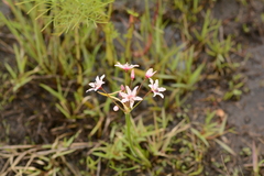 Nerine gracilis